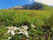 18 Leontopodium alpinum (Stella alpina)
